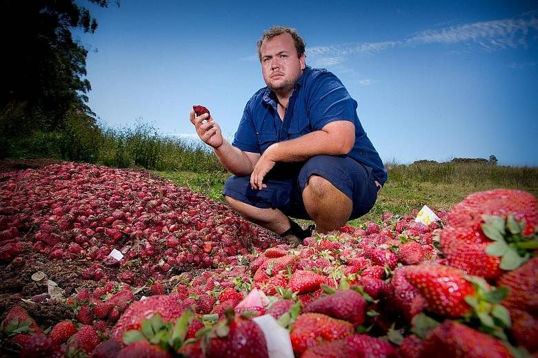 Australian farmer Aidan Young with the strawberries he will destroy at his farm in Queensland following the needle scare. The crisis has led to falling sales and forced growers to dump millions of strawberries. It has also raised questions about the 