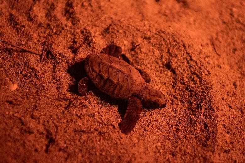 (Left) One of the 119 newly hatched turtles from a nest on Pulau Satumu, the restricted island on which Raffles Lighthouse stands, on Tuesday night making its way to the sea in the dark. (Right) A time-lapse camera set up by the Maritime and Port Aut