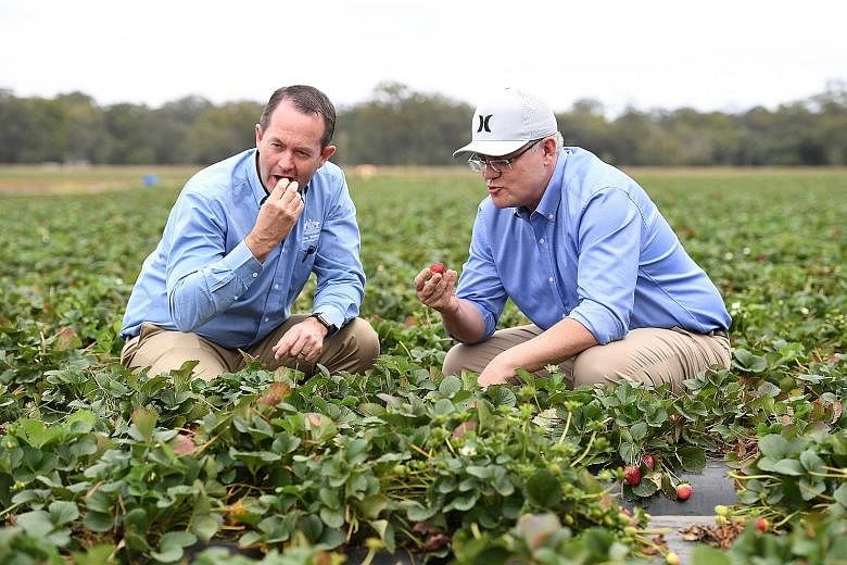Australian Prime Minister Scott Morrison (near left) and MP Andrew Wallace sampling strawberries at a farm in Queensland yesterday. The industry has suffered major losses after needles were found in strawberries sold to the public.