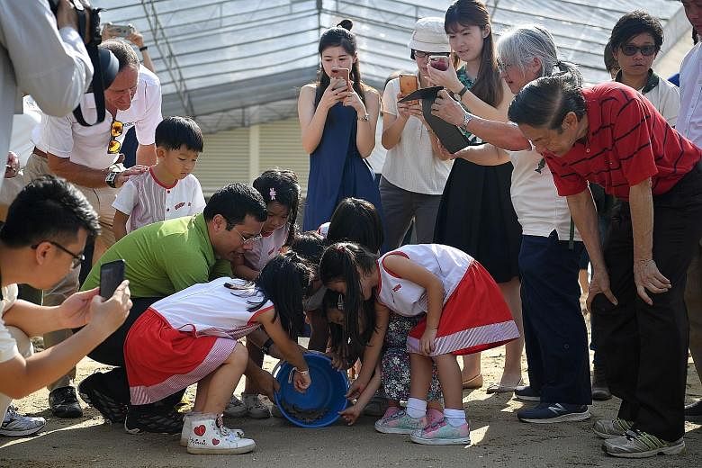 Hatchlings at the incubation sandpit area (above), and being released by Bright Kids School House children and Second Minister for National Development Desmond Lee (right), at the hatchery's launch yesterday.
