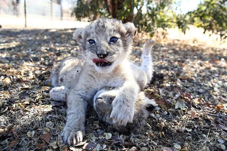 The world's first lion cubs born through artificial insemination, Victor and Isabel, at the Ukutula private game conservation centre, north-west of the South African capital Pretoria. University of Pretoria scientists hope the technique could be appl