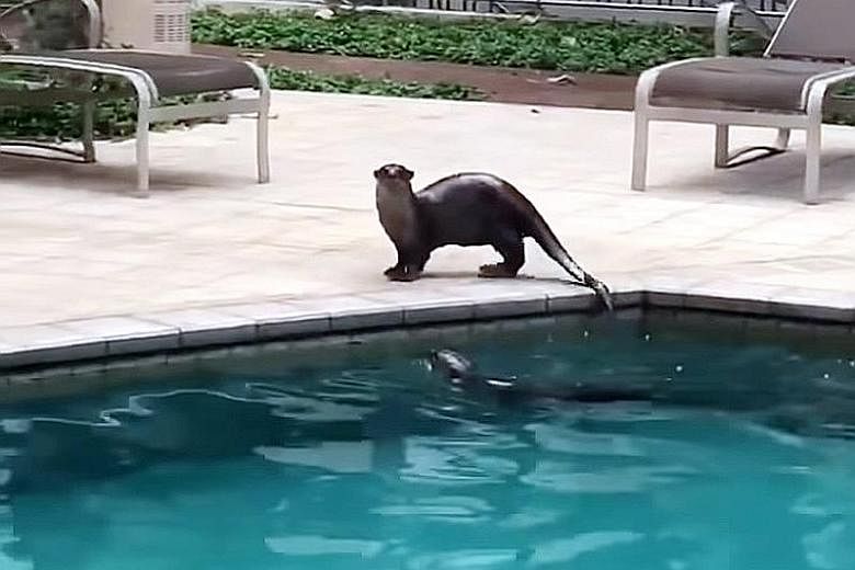 Two otters were captured on video taking to the pool at The Berth by the Cove. "The security guards and I spot them quite frequently, often in the middle of the night," said Mr Brian Ladrillo, who works at the condo.