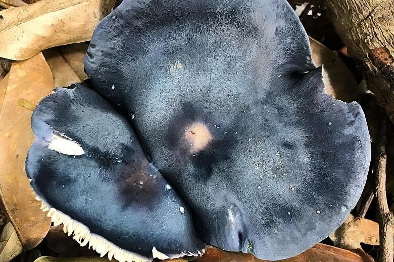 Entoloma burkillae, which mushroom enthusiast Ace Le calls the Blue Galaxy mushroom because its cap has a matte velvety look that resembles a starry night. Like other Entoloma species, it releases pink spores when it matures. This Clavulinopsis fusif