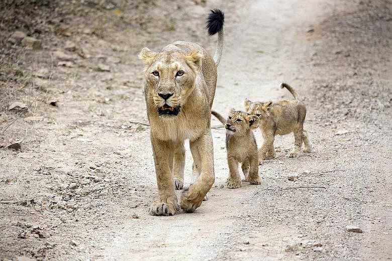 The Asiatic lion population in Gir in the Indian state of Gujarat grew from around 20 in the early 20th century to 523 in 2015. But the risk of restricting the last surviving wild Asiatic lions to the area was highlighted recently when 23 of them die