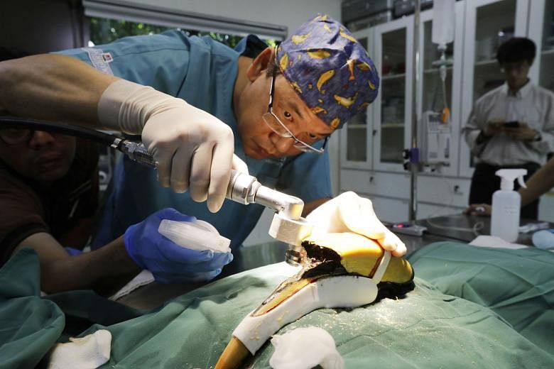 Dr Hsu Li Chieh from The Animal Clinic using a drill guide to fix the 3D-printed 46g prosthesis on the beak of the hornbill. The 22-year-old bird, named Jary, is recuperating at Jurong Bird Park's Avian Hospital's outdoor ward and will remain there u