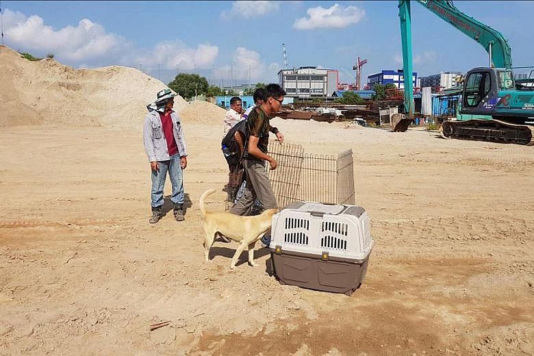 During the training programme held over four days last month, the participants from the Agri-Food and Veterinary Authority and animal welfare groups were taken to various outfield sites where they practised trapping methods taught by trainers.
