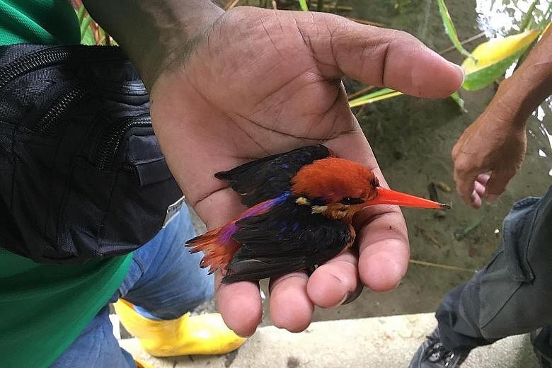 The oriental dwarf kingfisher (above left) was stuck head-first in the mud on Saturday, after an attack by another bird. Workers from Gardens by the Bay rescued it (above) and handed it over to a Nature Society member. It has since recovered and was 