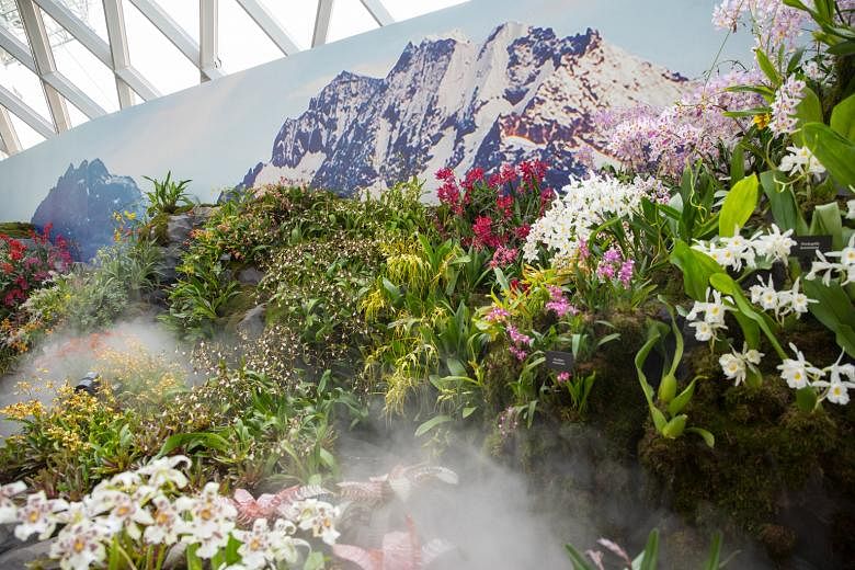 The Gardens by the Bay display showcases some of the rare orchids found in the Andes mountain range of South America.