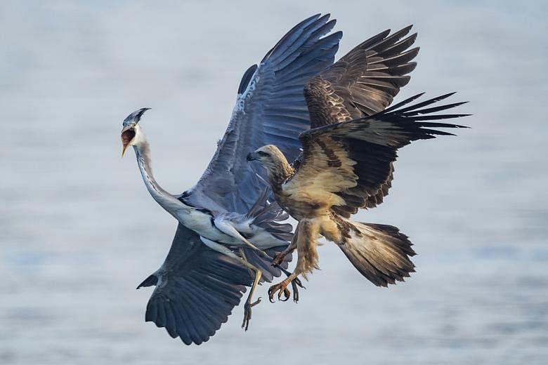 A white-bellied sea eagle (Haliaeetus leucogaster) attempting to eat a larger grey heron (Ardea cinerea). The dramatic fight lasted less than a minute and ended with the heron escaping. A male-and-female pair of pink-necked green pigeons (Treron vern