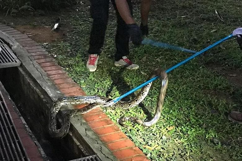 A pest controller poured hot water to drive the python out of hiding, forcing it to flee into a drain on the ground floor of the block. The victim (above right) left a trail of blood as she returned to her flat.