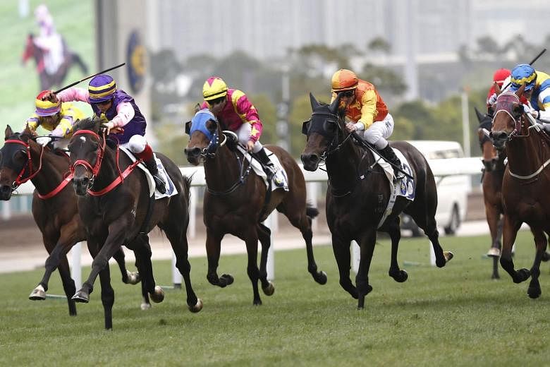 New Elegance (purple) has shown promise and should get every chance in Race 2 at Sha Tin today. 