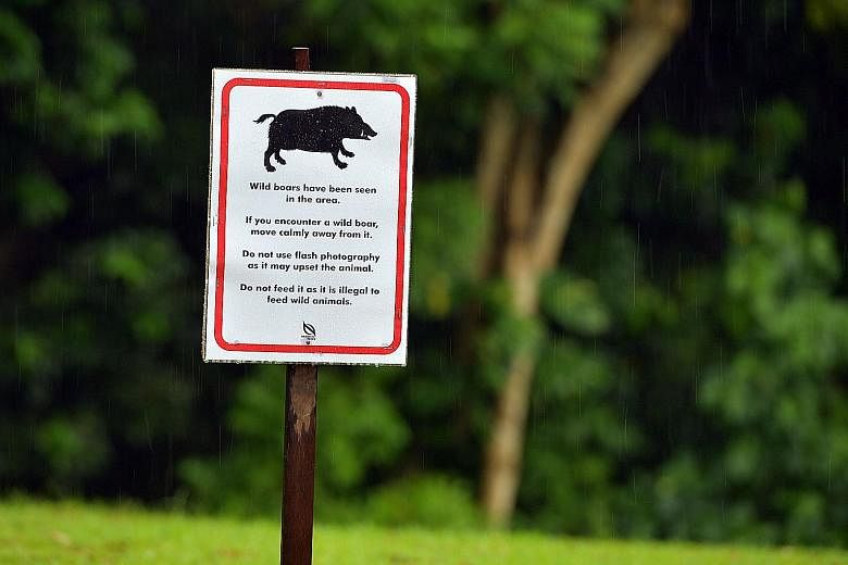 Above: A signboard at Windsor Nature Park advising people on what to do if they encounter a wild boar. Right: A boar foraging for food off Choa Chu Kang Road last year. The study that NParks may conduct would look at how far the pigs move in search o
