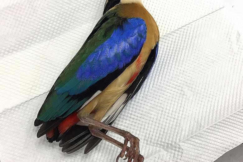 Birds found dead after crashing into buildings in Singapore (clockwise from left): an adult male jambu fruit dove, a near-threatened species that is native to South-east Asia; a sparrowhawk, which migrates during the northern winter months from its b