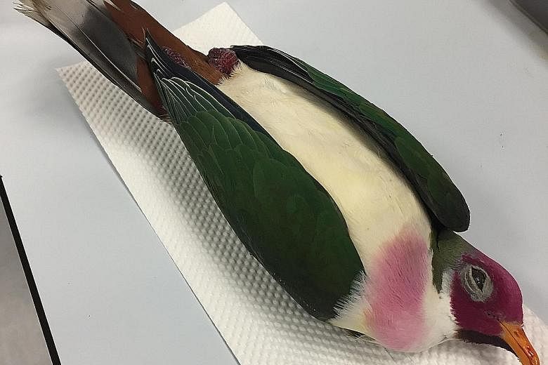 Birds found dead after crashing into buildings in Singapore (clockwise from left): an adult male jambu fruit dove, a near-threatened species that is native to South-east Asia; a sparrowhawk, which migrates during the northern winter months from its b