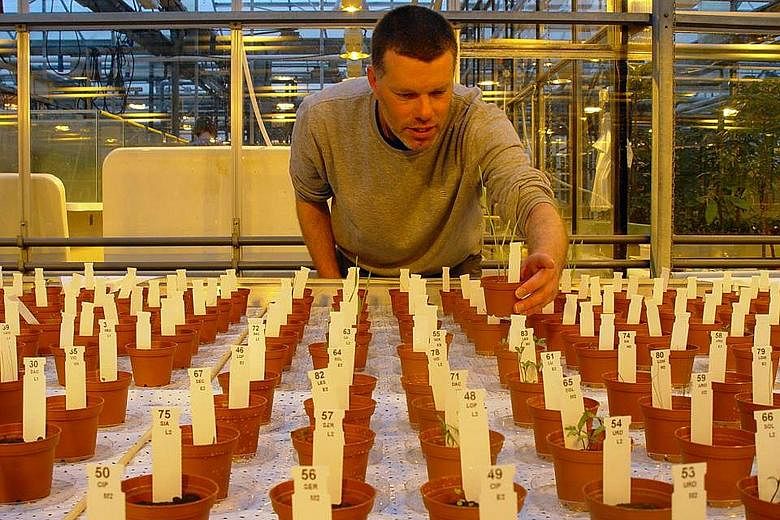 Left: Dr Wieger Wamelink with plants grown in the Mars and Moon soil simulants that the National Aeronautics and Space Administration makes available for research. Dr Wamelink and his team at Wageningen University have managed to harvest 10 different