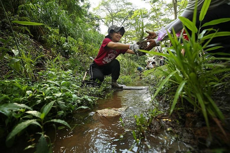 Ms Wu Yuwei, 24, a National University of Singapore environmental studies student, helping to enhance a stream that runs alongside the disused tracks at Rail Corridor (Central) yesterday. She is a volunteer with the Friends of Rail Corridor group. Me