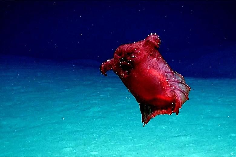The rare sea cucumber with tentacles and fins has been caught on film only twice - last year in the Gulf of Mexico and this week in the Southern Ocean.