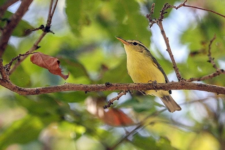 The Timor leaf-warbler sports a smaller beak than the Rote leaf-warbler. Professor Frank Rheindt believes the deep sea trench between the islands of Timor and Rote prevents the small woodland bird from ever crossing it. The Rote leaf-warbler is found