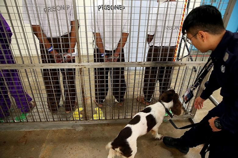 Upon their arrival at Changi Prison Complex, the prisoners go through the first layer of security checks, which is conducted by a sniffer dog. "We have to be sure no contraband is smuggled inside (the prison)," said Chief Warder 2 Zulkarnaen Abdullah