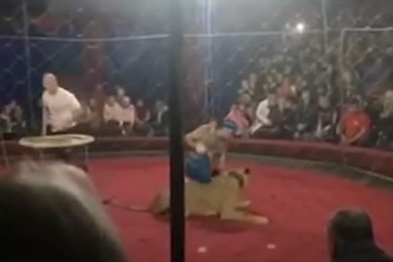 Lion slashes girl's face in Russian circus | The Straits Times
