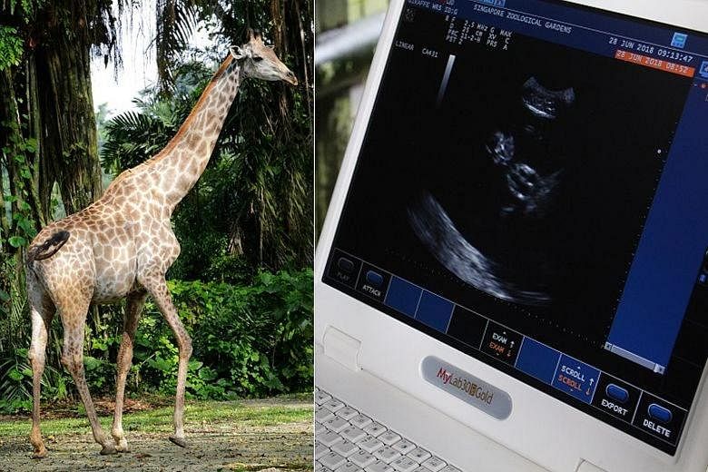 The zoo's animal care team has so far spotted the baby giraffe's heartbeat, ribcage and hooves.
