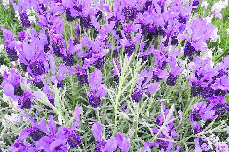 Lavender is said to reduce stress and anxiety.