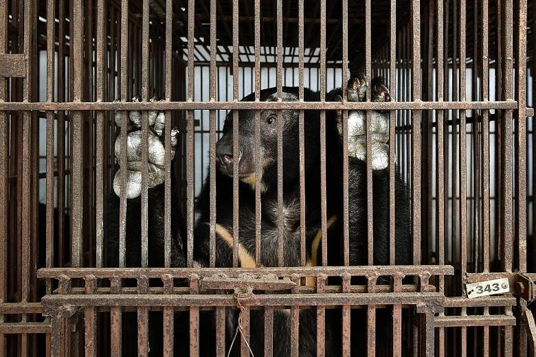 An Asiatic black bear caged in a village in Vietnam, where its bile is believed to help cure joint pains. A short film produced by two ST journalists uncovers the dark underbelly of South-east Asia's illegal wildlife trade.
