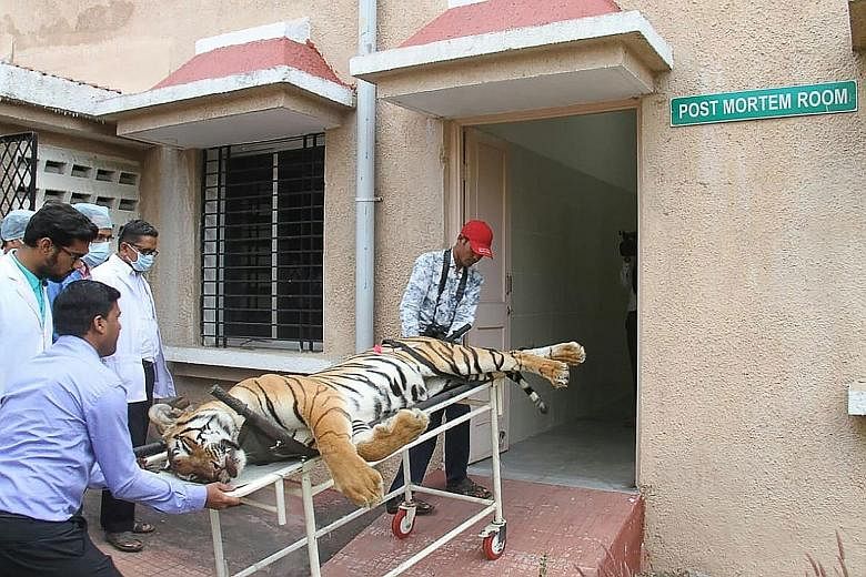 Gorewada Rescue Centre personnel taking the body of T1, or Avni, into a post-mortem room at the centre in Nagpur last Saturday. She was shot dead last Friday by one of the private shooters contracted for the job. Wildlife activists accuse the team le