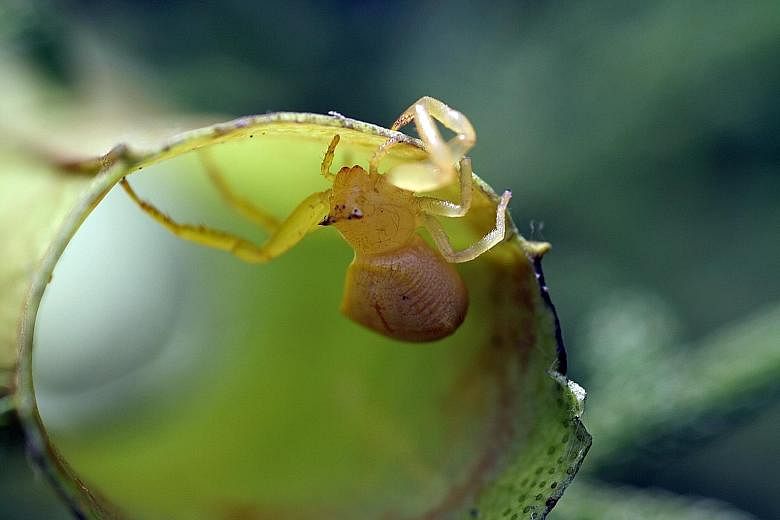The slender pitcher plant gets part of its nutrients from other animals, mostly insects. It lures its victims with sweet nectar, digesting those that fall into the pitcher. The Thomisus nepenthiphilus (above), a species of crab spider, lives only in the p