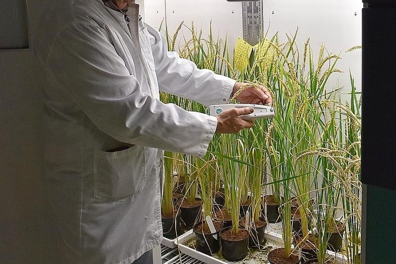 Right: Professor Robert Furbank inspects prototype rice plants at the Australian Research Council Centre of Excellence for Translational Photosynthesis. Far right: Rice fields in Vietnam's northern agricultural province of Yen Bai. Wild swings in the