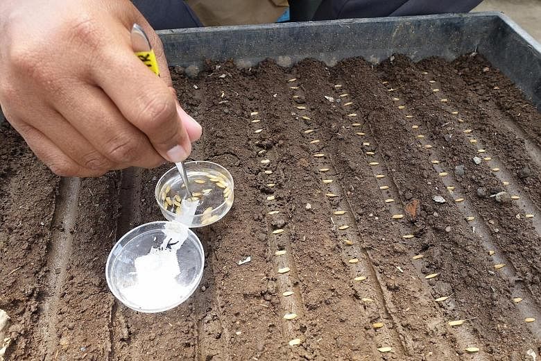 Left: Rice seeds being planted for an experiment at the International Rice Research Institute. Far left: Rice plant being prepared for a pollination process that will bring out certain traits.
