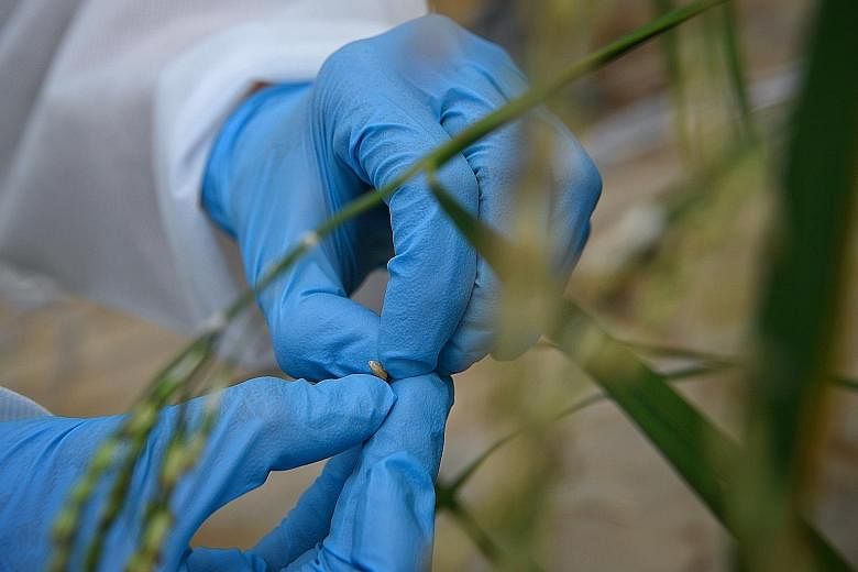 Rice researcher Rapee Heebkaew spraying fungus on rice plants at the Singapore greenhouse of German pharmaceutical and life sciences giant Bayer. There, she helps to develop ways to make rice more resistant to rice blast fungus, which annually destro