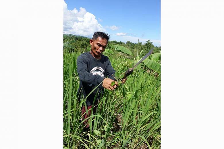 Climate change has forced Mr Bernardo Pelayo to relook his rice-growing practices, which include introducing varieties that are resilient in both heavy rain and drought.