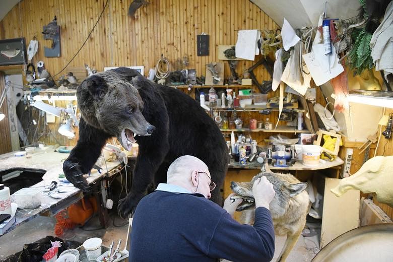 Above: Dr Alexei Tikhonov among some of the museum's mammoths. Left: A taxidermist at the museum at work.