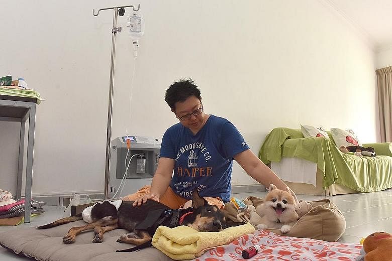 Heartcave Senior Paws Retreat & Rehab co-owner Fiona Foo with 14-year-old Oreo (lying down) and 13-year-old mini pomeranian Ketchup in the daycare centre. Oreo is on a subcutaneous drip and has severe dementia, which causes her to get more confused a