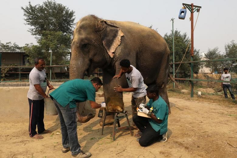 India's first elephant hospital cheers animal activists, draws tourists |  The Straits Times