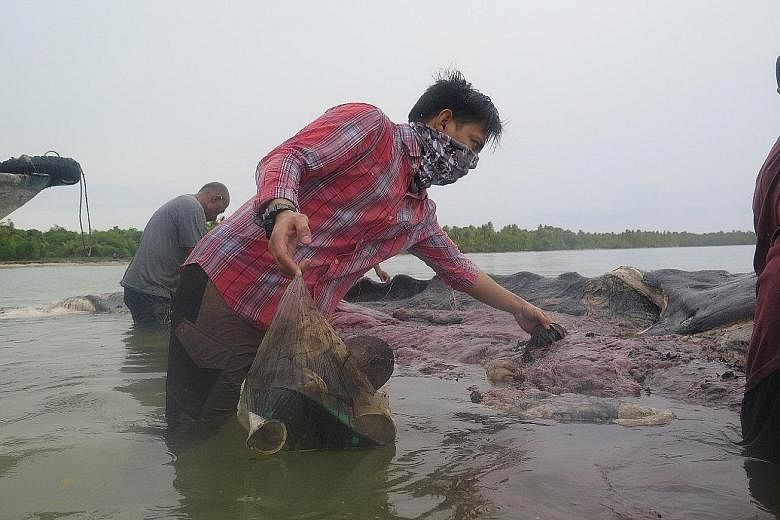 Workers collecting plastic items and rubbish, including a sack with more than 1,000 pieces of string, from the stomach of a sperm whale found dead in an Indonesia national park.