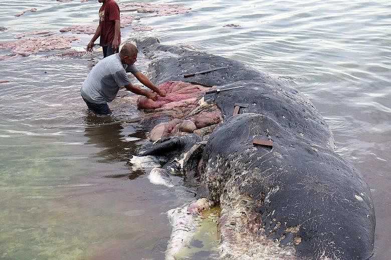 Workers collecting plastic items and rubbish, including a sack with more than 1,000 pieces of string, from the stomach of a sperm whale found dead in an Indonesia national park.