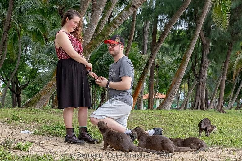 Mr Jordan Doyle and Ms Mary Lister were posing for photos at Marina Reservoir when a group of otters showed up. Mr Doyle decided to take the opportunity to have photos taken of him proposing to Ms Lister, who is a "huge fan of otters".