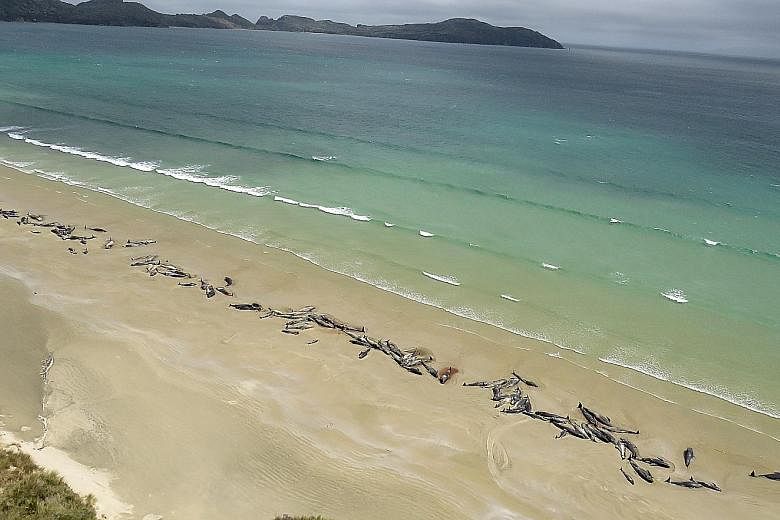 Up to 145 pilot whales have died in a mass stranding in a remote part of New Zealand. The stranding was discovered by a hiker last Saturday on Stewart Island, 30km off the southern coast of South Island. Half were already dead and the authorities yes