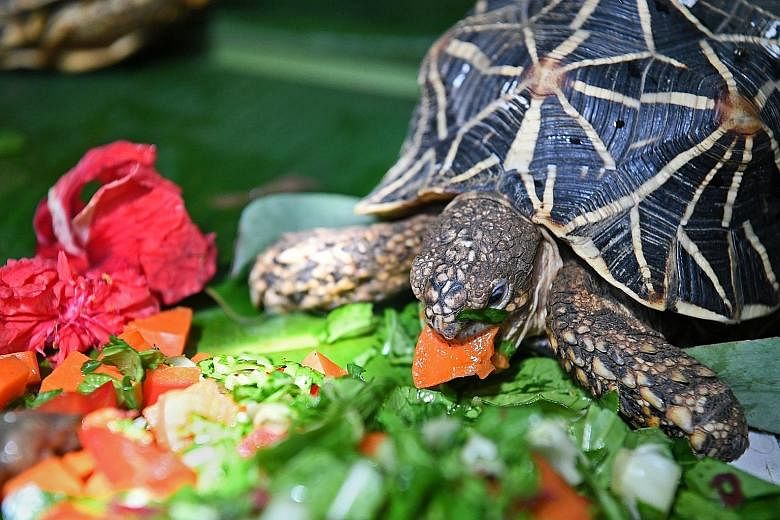 This Indian star tortoise, munching on some leafy greens and flowers, is one of 51 illegally trafficked tortoises that were repatriated by Animal Concerns Research and Education Society (Acres) to Bangaloreyesterday. They were carefully put into crat