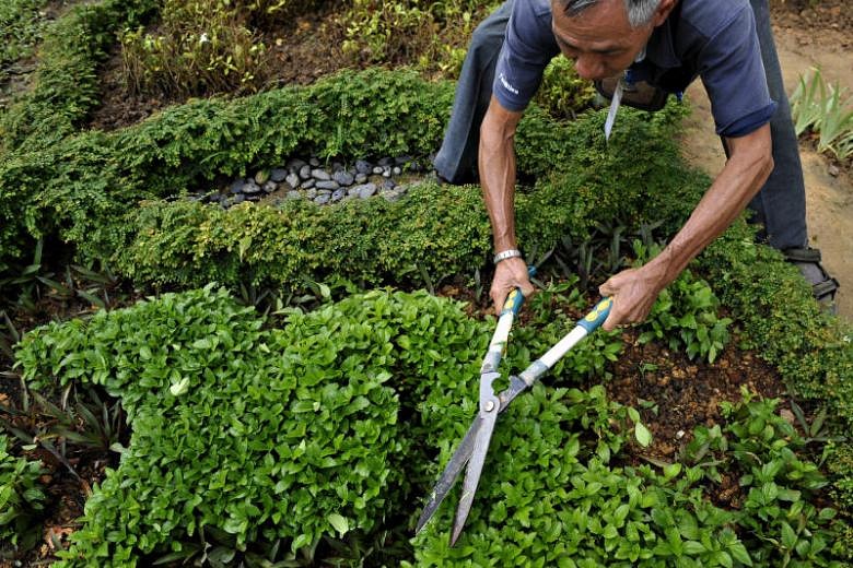 pay-rise-for-landscape-maintenance-workers-the-straits-times