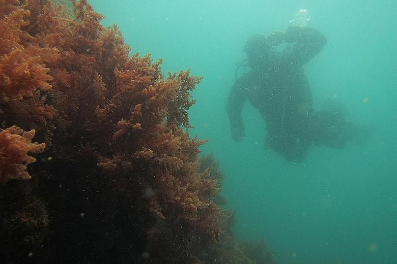 Researchers say farming seaweed to feed livestock has another significant benefit. Their method of underwater farming can help to cool water temperatures - a threat to marine life and the Great Barrier Reef.