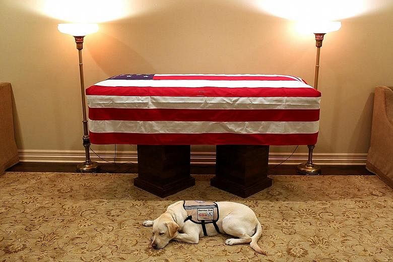 Sully, the service dog of former president George H. W. Bush in his final months, lying in front of his casket at the funeral home in Houston, Texas, yesterday.