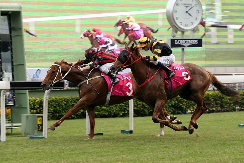 The Tony Cruz-trained Time Warp beating his younger brother Glorious Forever in a thrilling Sa Sa Ladies’ Purse on Nov 4. The pair will be battling it out again in tomorrow’s Race 8, The Longines Hong Kong Cup. 