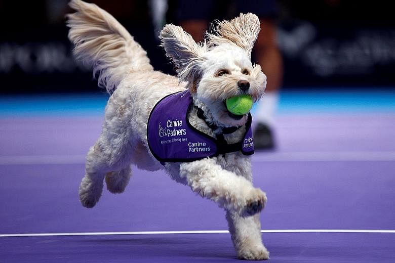 A dog from the charity Canine Partners picking up a ball during the Champions Tennis doubles match between Mansour Bahrami/Juan Carlos Ferrero and Henri Leconte/ Mikael Pernfors at the Royal Albert Hall in London on Thursday.