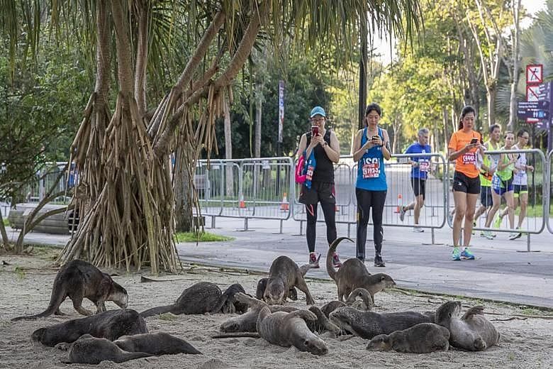 A group of 16 otters slept in Gardens by the Bay on Saturday night and woke up as the Standard Chartered Singapore Marathon got under way on Sunday. Volunteers from the Otter Working Group were present along the marathon route to alert runners to the