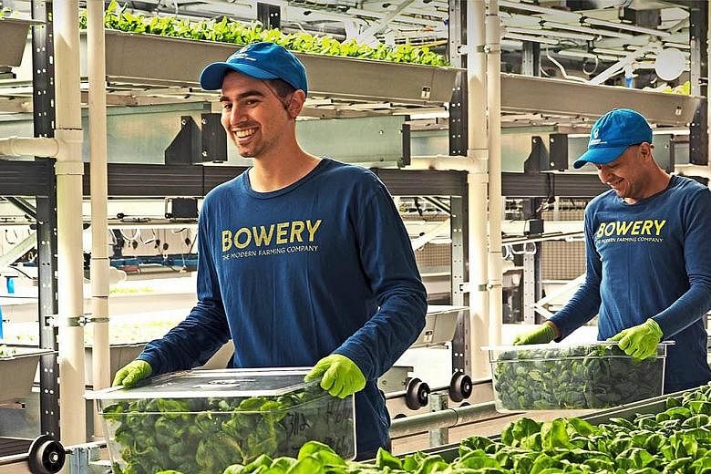 Bowery Farming operates two indoor farms in Kearny, New Jersey. The facilities send greens like kale and bok choy to Whole Foods and salad chain Sweetgreen. The start-up's CEO, Mr Irving Fain, said the fresh funding will be used to open new farms in 