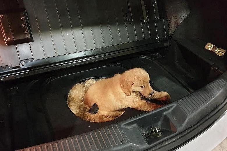 The 12 puppies were found sedated and lying cramped inside the spare-tyre compartment of a Singapore-registered car during checks at Tuas Checkpoint. Some were weak and three eventually died.