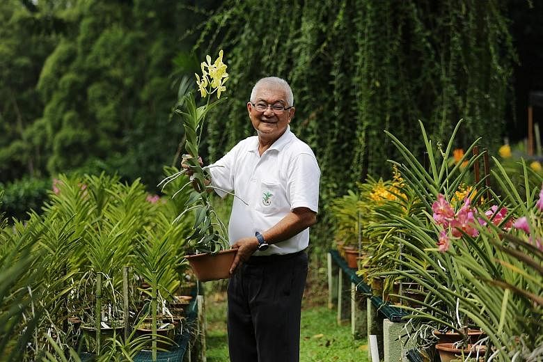 Mr David Lim was a distinguished orchid breeder and grower whose most well-known hybrids include the Aranda Lee Kuan Yew orchid.